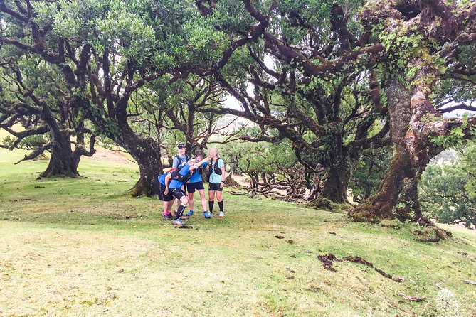 Fanal Ancient Forest Running Tour (Easy-Moderate) - Guide and group size: why Dino and the six-person cap matter