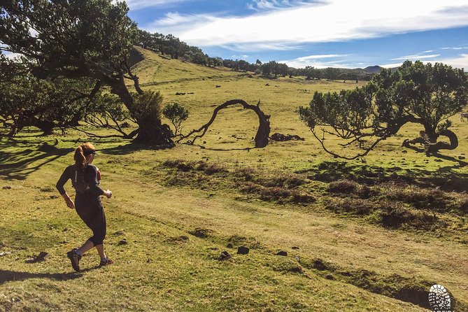 Fanal Ancient Forest Running Tour (Easy-Moderate) - Price and value: $78.19 for a 3-hour, guided Madeira trail run
