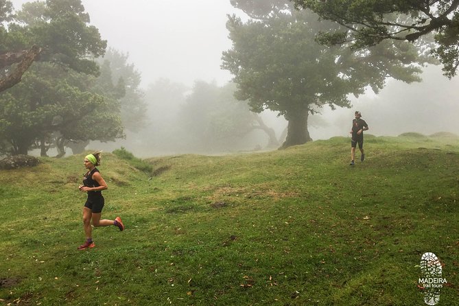 Fanal Ancient Forest Running Tour (Easy-Moderate) - The real workout math: 15km loop and ~500m up/down