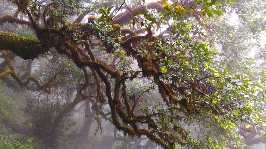 Fanal / Assobiadores - Levada Walk - Weather reality check: mist can be good, but it can also hide views