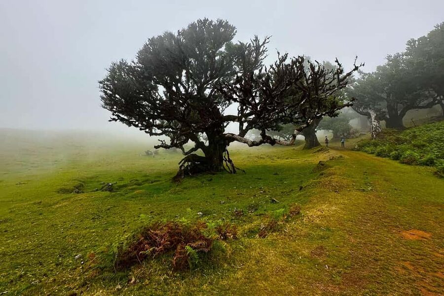 Fanal / Assobiadores - Levada Walk - From forest floor to viewpoint moments: Ribeira da Janela and Chão da Ribeira