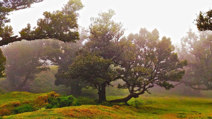 Fanal / Assobiadores - Levada Walk - Ancient trees and UNESCO Laurissilva: why the biology part isn’t fluff