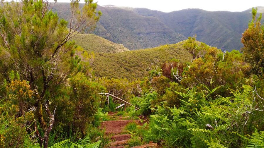 Fanal / Assobiadores - Levada Walk - Guide quality on steep, narrow paths: what to look for