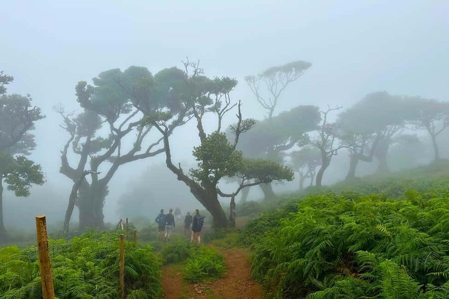Fanal / Assobiadores - Levada Walk - Lunch not included: your real game plan for food and comfort