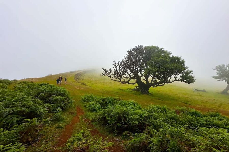 Fanal / Assobiadores - Levada Walk - The 8-hour rhythm: pace, effort, and what regular walkers should expect