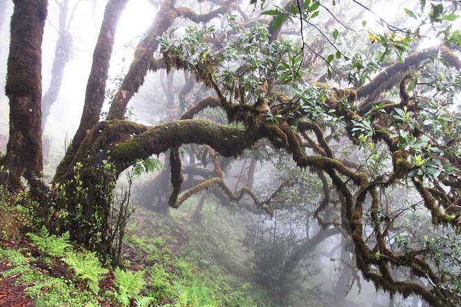 Fanal -Enchanted Forest - Fanal Enchanted Forest: what makes it special for real-life visitors