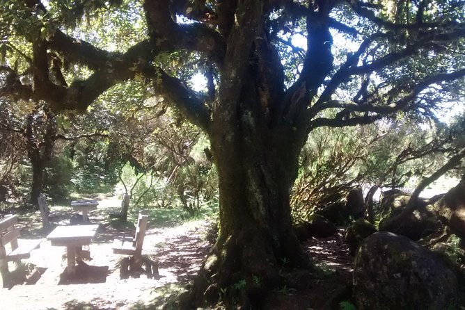 Fanal -Enchanted Forest - The drive along Madeira’s north coast: why you shouldn’t skip the scenery