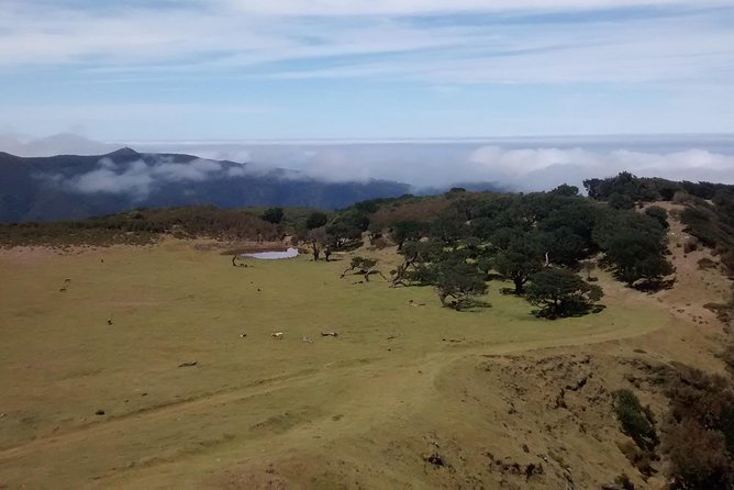 Fanal -Enchanted Forest - Entering Fanal: your walking stick, your timing, and the feel of the trail