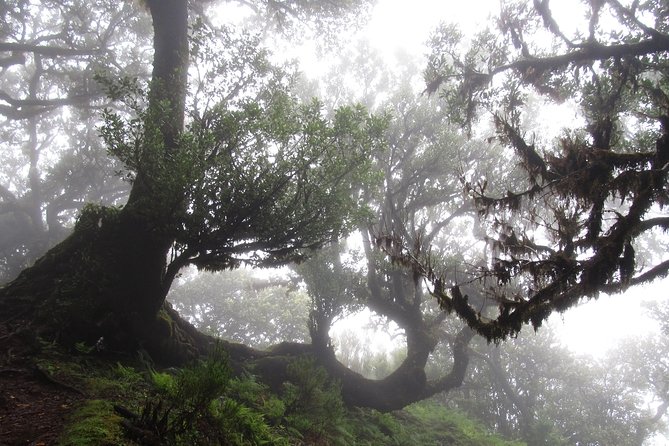 Fanal -Enchanted Forest - Guides like Gonçalo and Gustavo: what you gain from a real local