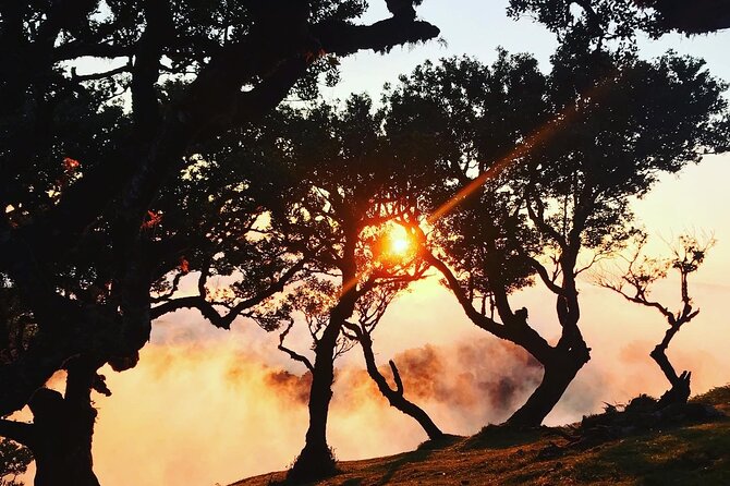 Fanal Forest Private Sunset Hike - Price and Value: What You’re Really Paying For at $90.11