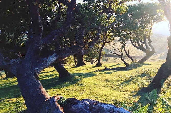 Fanal Forest Private Sunset Hike - Walking Distance and Effort: 7 km With 90% Flat