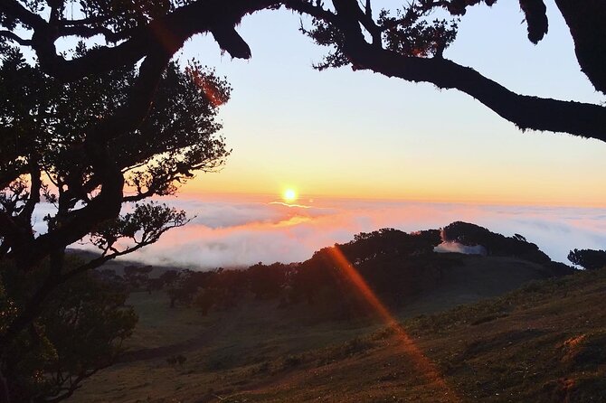 Fanal Forest Private Sunset Hike - What You’ll See in the Forest: Tis Trees, Flora, Fauna, and Local Stories