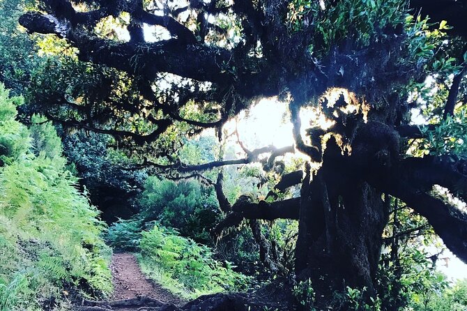 Fanal Forest Private Sunset Hike - Sunset and Weather Reality: What Happens When Mist, Wind, or Rain Shows Up