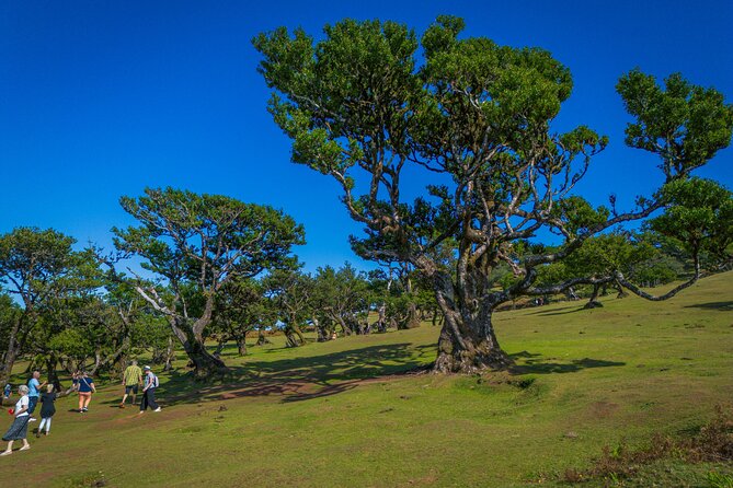 Fanal & Porto Moniz - West Madeira Tour - Paul da Serra plateau: where the island feels open and high