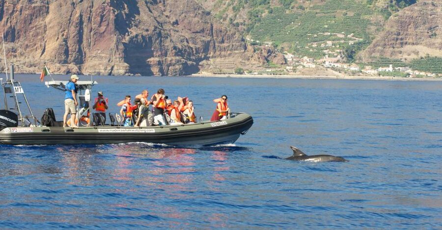 From Calheta: Madeira Whale and Dolphin Watching Boat Tour - Key things to know before you go