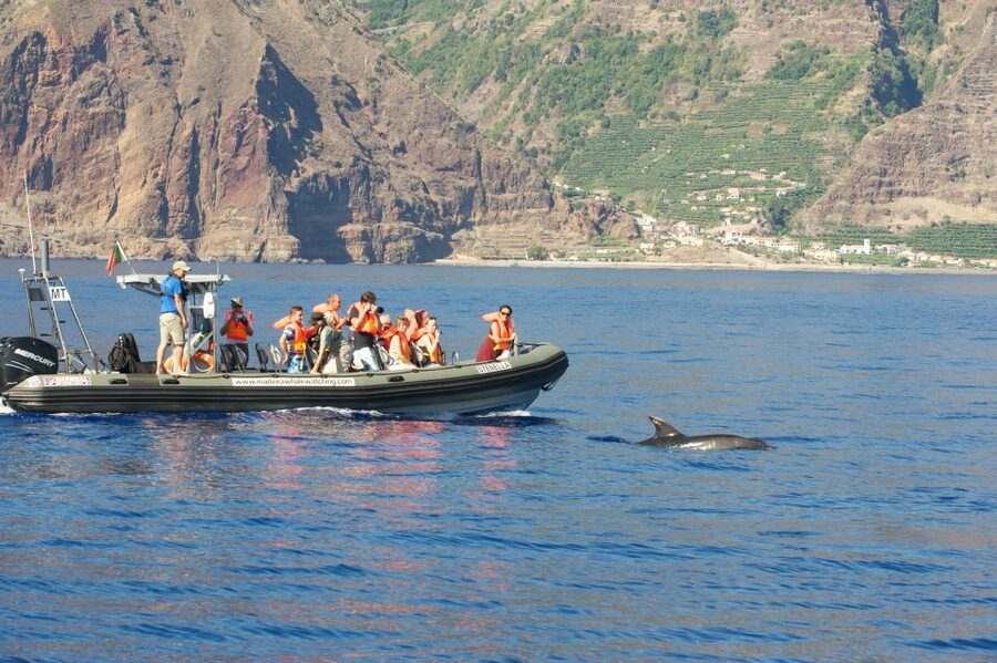 From Calheta: Madeira Whale and Dolphin Watching Boat Tour - From Calheta marina to a quiet speedboat ride