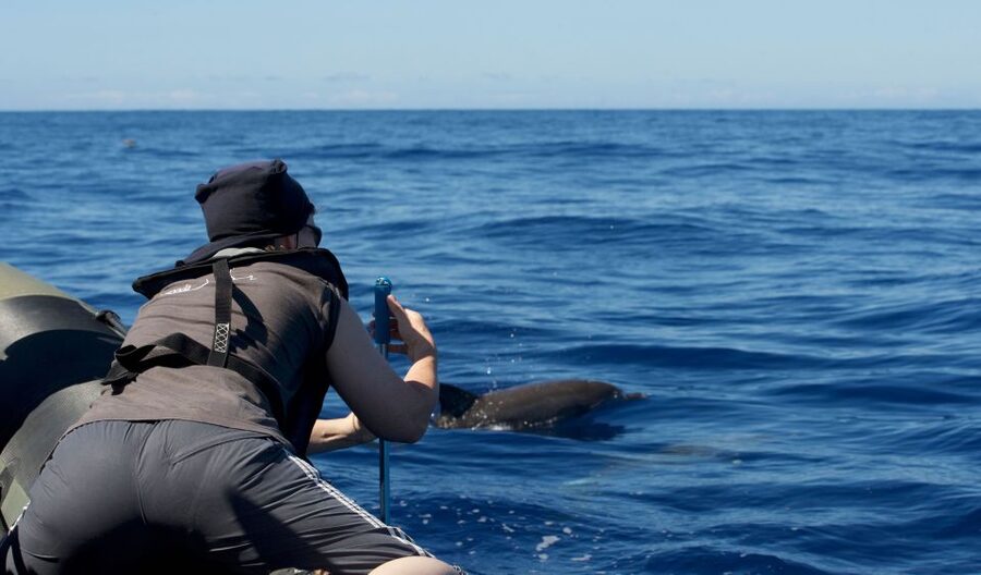 From Calheta: Madeira Whale and Dolphin Watching Boat Tour - Wildlife highlights: the species mix you might get