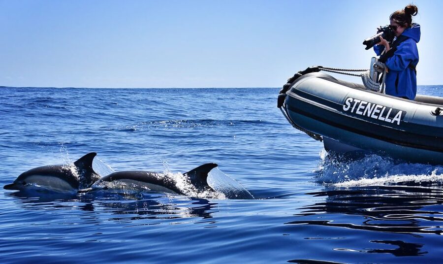 From Calheta: Madeira Whale and Dolphin Watching Boat Tour - The Madeira coastline show you get between sightings
