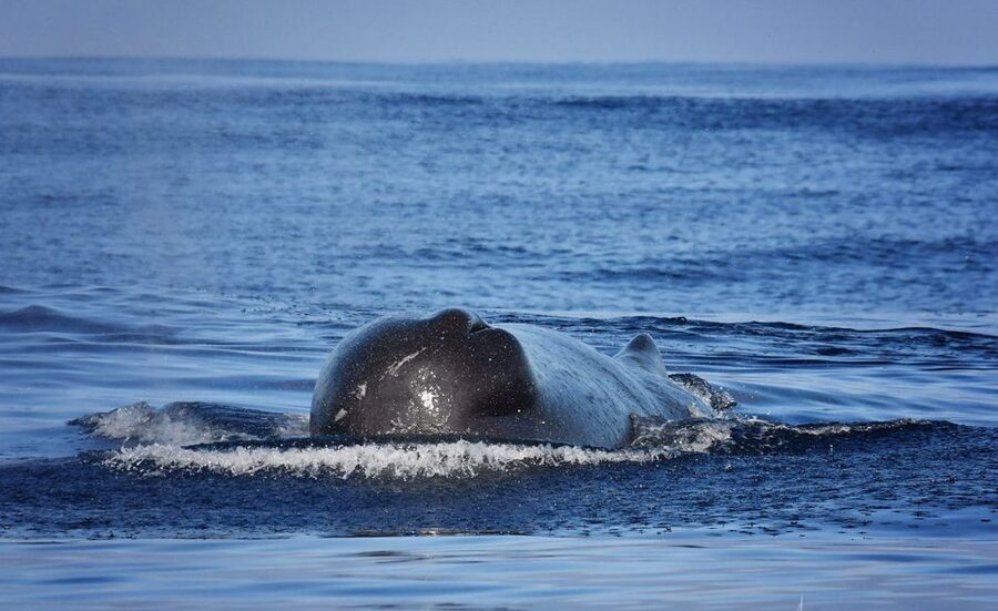 From Calheta: Madeira Whale and Dolphin Watching Boat Tour - Should you book this Madeira whale and dolphin tour?