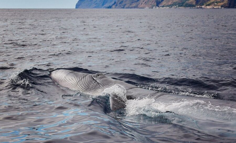 From Calheta: Madeira Whale and Dolphin Watching Boat Tour - How the whale and dolphin search actually plays out