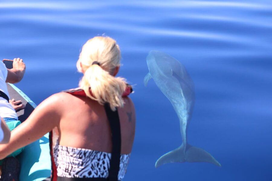 From Calheta: Whale and Dolphin Watching RIB Boat Tour - Key Things I’d Bet On