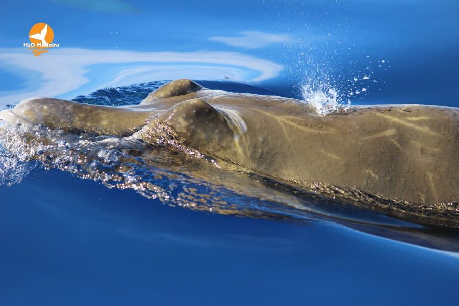From Calheta: Whale and Dolphin Watching RIB Boat Tour - Who Should Book This RIB Tour—and Who Should Skip It