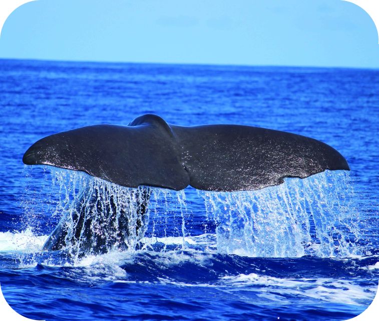From Calheta: Whale and Dolphin Watching RIB Boat Tour - Entering The Marina Scene: Where Your Tour Starts