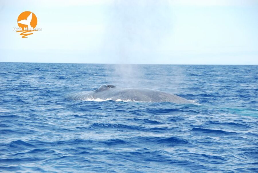 From Calheta: Whale and Dolphin Watching RIB Boat Tour - The Two-Hour Plan: What Happens Once You Leave Calheta