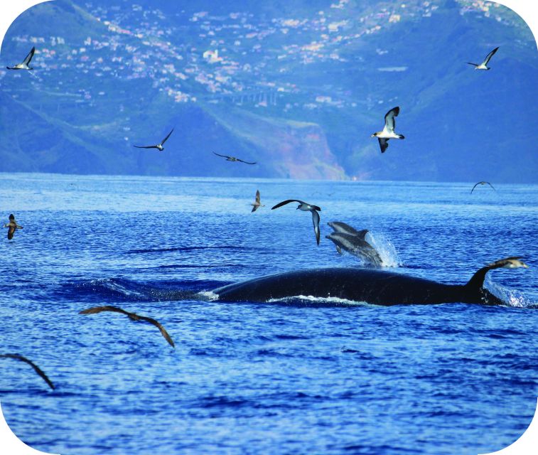 From Calheta: Whale and Dolphin Watching RIB Boat Tour - Wildlife Expectations: What You Might See in These Waters