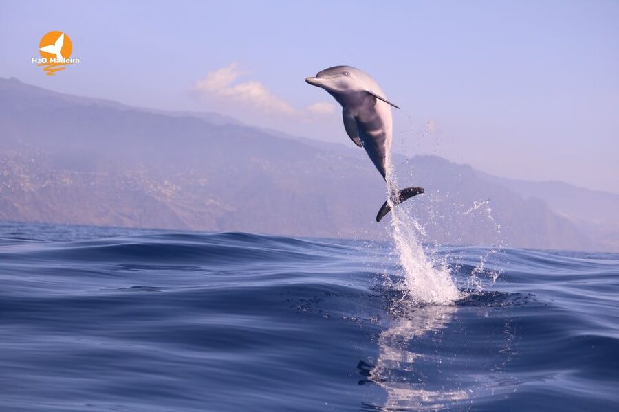 From Calheta: Whale and Dolphin Watching RIB Boat Tour - How the Guides Help You Actually Understand What You’re Watching