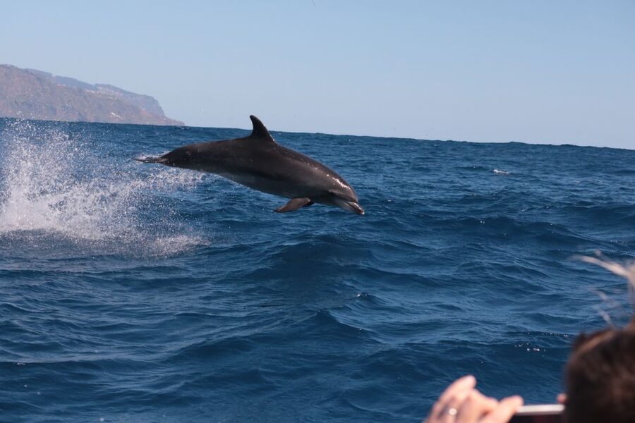 From Calheta: Whale and Dolphin Watching RIB Boat Tour - Madeira Views From the Water: The Part You’ll Miss If You Skip