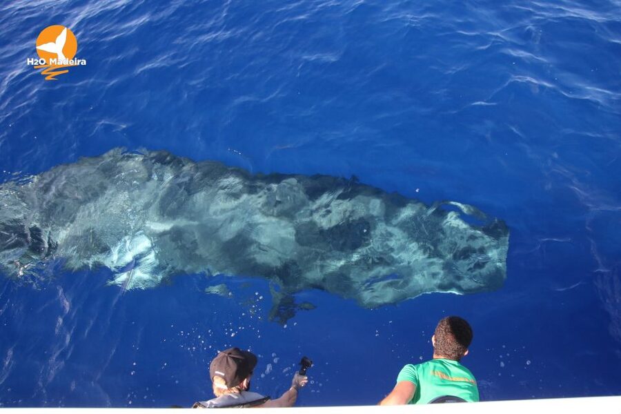 From Calheta: Whale and Dolphin Watching RIB Boat Tour - Comfort, Packing, and Rules That Affect Your Day