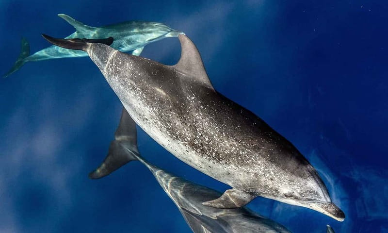 From Funchal: Ecological Catamaran Dolphin Whale Watching - Key things I’d focus on before you book