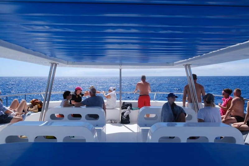 From Funchal: Ecological Catamaran Dolphin Whale Watching - Price and value: is $41 for 3 hours a fair deal