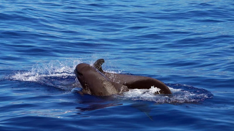 From Funchal: Ecological Catamaran Dolphin Whale Watching - Silent hybrid sailing from Funchal: why this tour feels calmer