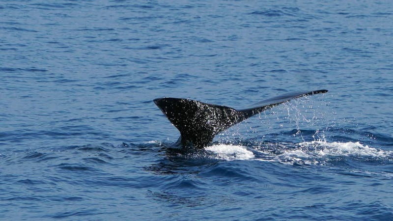 From Funchal: Ecological Catamaran Dolphin Whale Watching - Guides and spotters: how you get from searching to real sightings