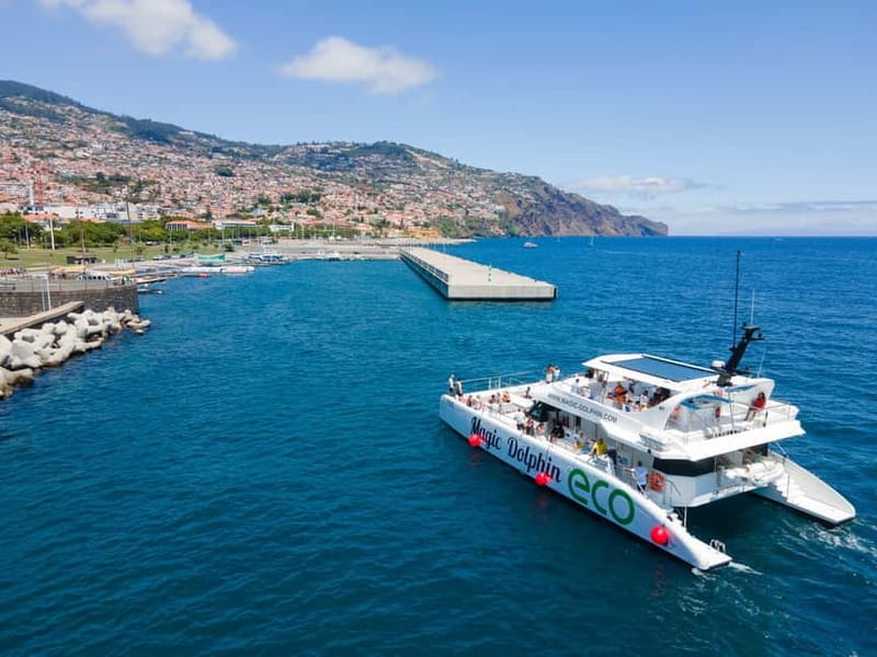 From Funchal: Ecological Catamaran Dolphin Whale Watching - What species you might actually see off Madeira