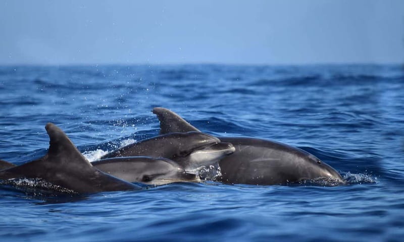 From Funchal: Ecological Catamaran Dolphin Whale Watching - The return cruise: coastline views plus classic Madeira stops