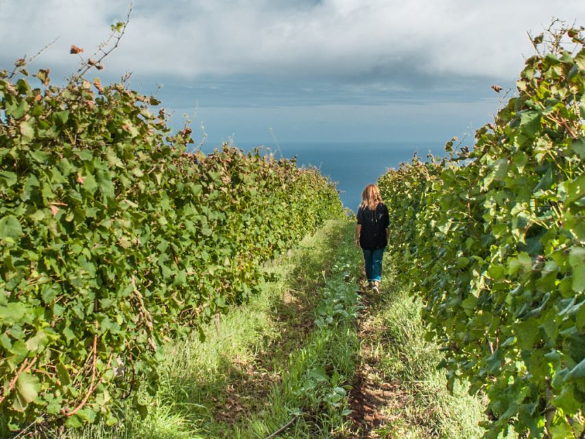 From Funchal: Full-Day Madeira Wine Tour with Lunch - Blandy’s in Funchal: where Madeira wine gets its serious start