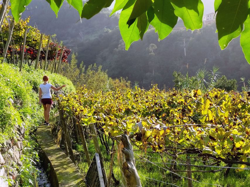 From Funchal: Full-Day Madeira Wine Tour with Lunch - The north coast viewpoint: a planned photo stop that earns its time
