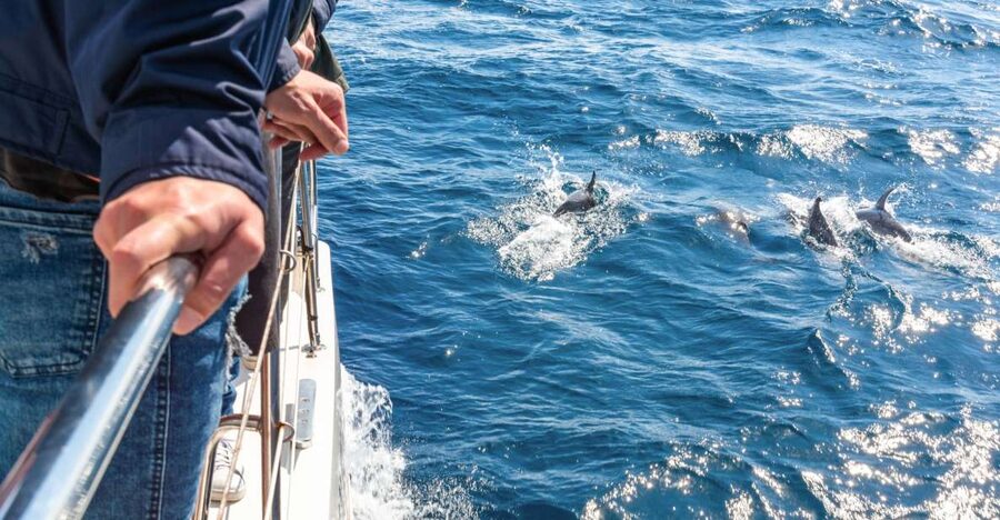 From Funchal: Madeira Dolphin and Whale Watching Tour - From Marina to Open Water: why this catamaran trip works