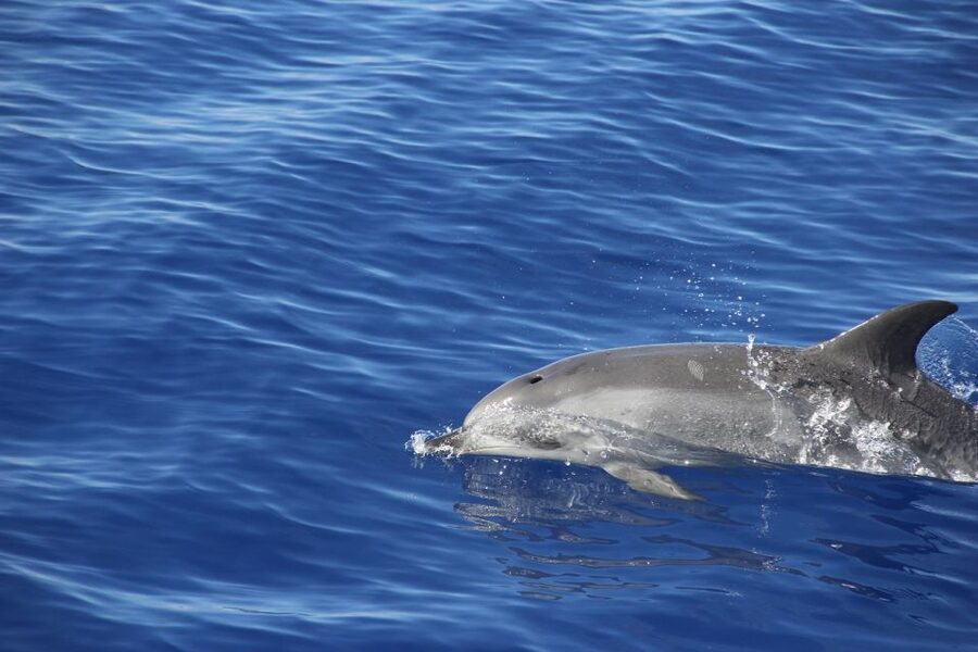 From Funchal: Madeira Dolphin and Whale Watching Tour - The Cabo Girão stop: swimming under one of Europe’s highest cliffs