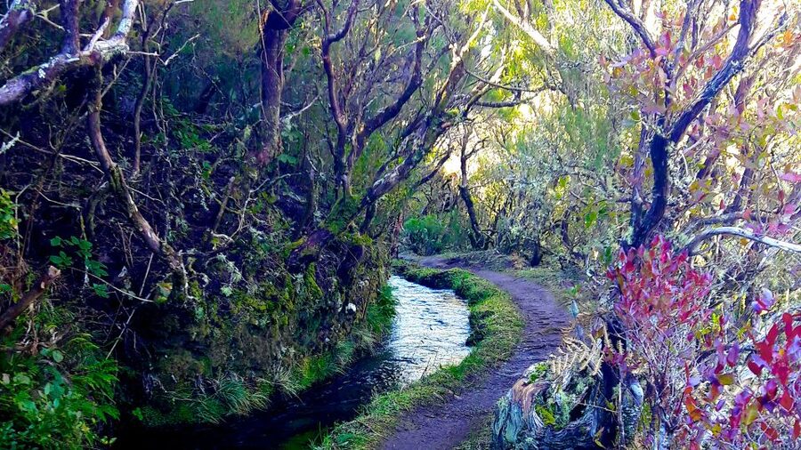 From Funchal: Madeira Lakes Levada Guided Hike - The levada walk: birds, shade, and the steady rhythm of mini-canals