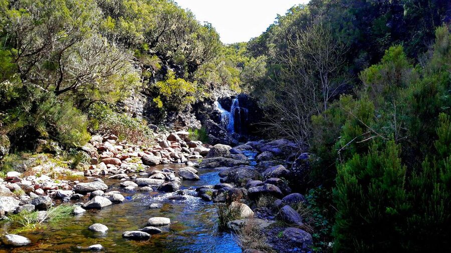 From Funchal: Madeira Lakes Levada Guided Hike - The panoramic climb: ancient mountain views over forests and lakes