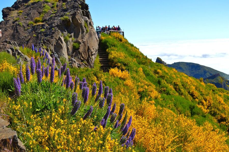 From Funchal: Madeira Peaks Mountain Walk - Air-conditioned transfers meet real exertion: pacing and group energy