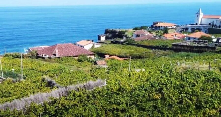 From Funchal: Madeira Wine Tour, Cable Car & Typical Lunch - Key Highlights Worth Knowing Before You Go