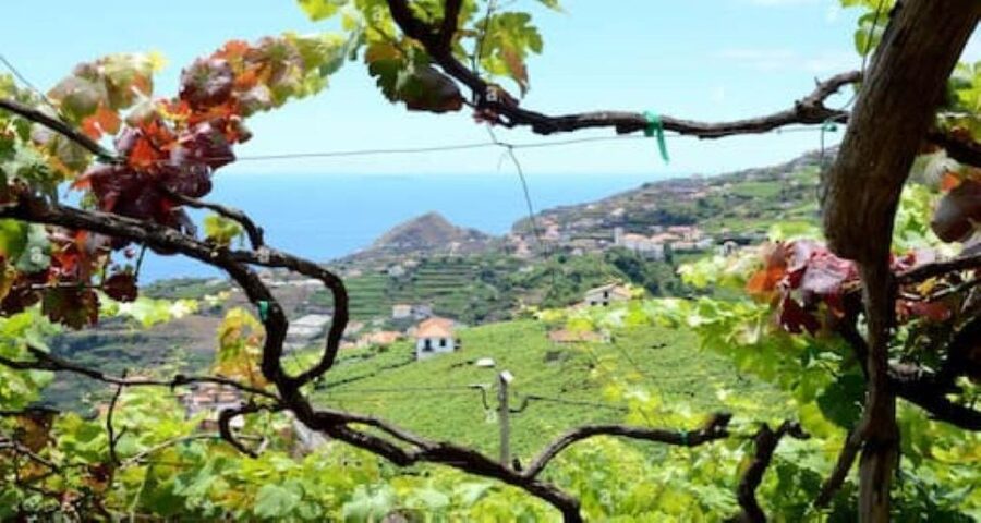 From Funchal: Madeira Wine Tour, Cable Car & Typical Lunch - A Full-Day Madeira Wine Route With Guided Stops