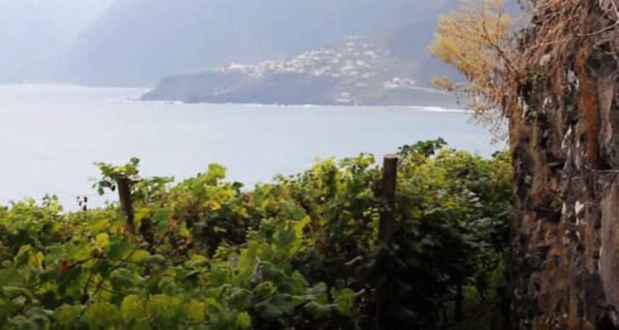 From Funchal: Madeira Wine Tour, Cable Car & Typical Lunch - Câmara de Lobos: Short Guided Time and Scenic Drive Views