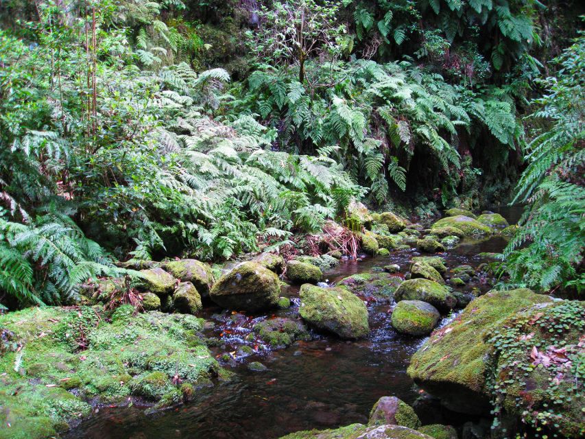From Funchal: São Jorge Valleys Levada Walk - From Funchal Pickup to São Jorge Valleys: Starting the day right