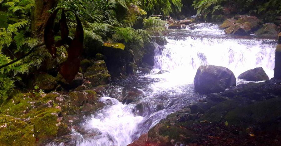 From Funchal: São Jorge Valleys Levada Walk - Entering the rainforest: Shade, damp air, and the sound of water